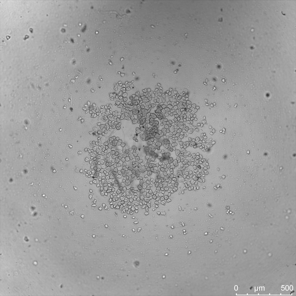 TissueGrinder dissociated hepatocytes in cell culture at day 0