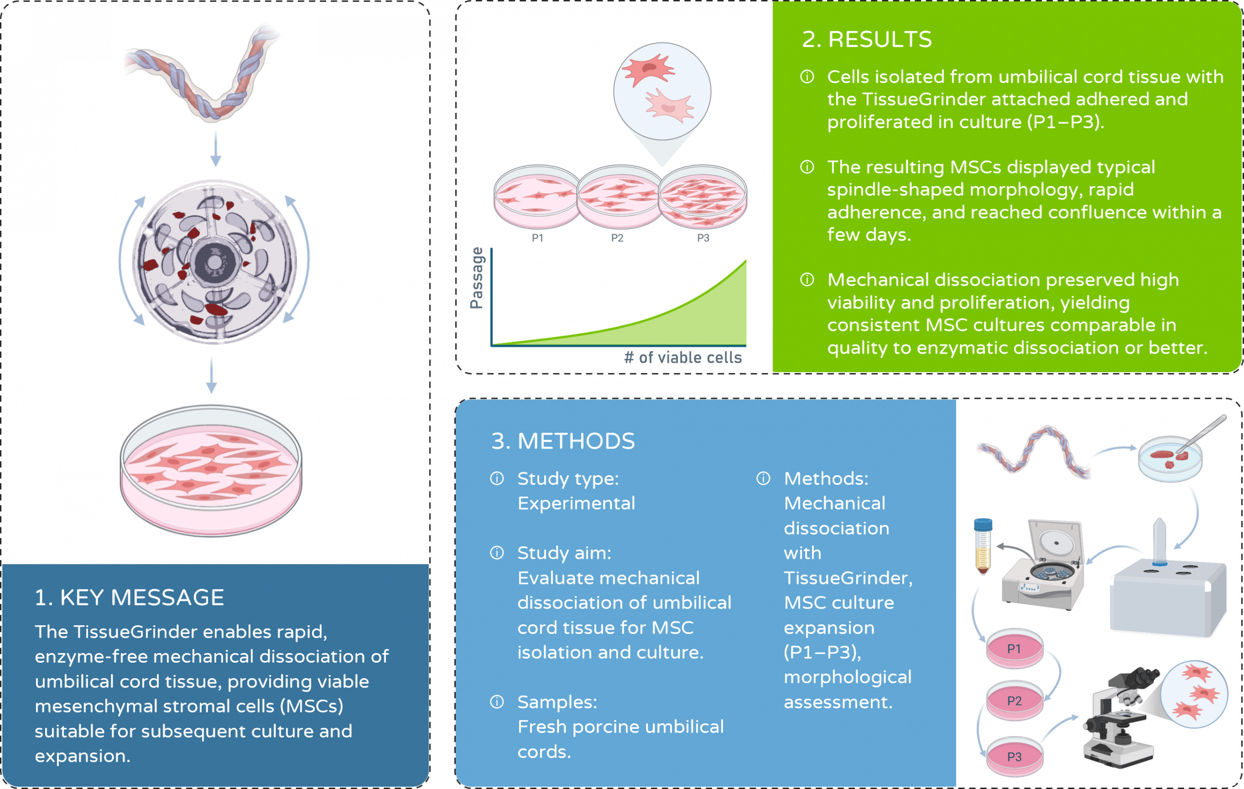 Visual Abstract of Isolating Mesenchymal Stromal Cells (MSCs) from Umbilical Cord Tissue by Mechanical Dissociation