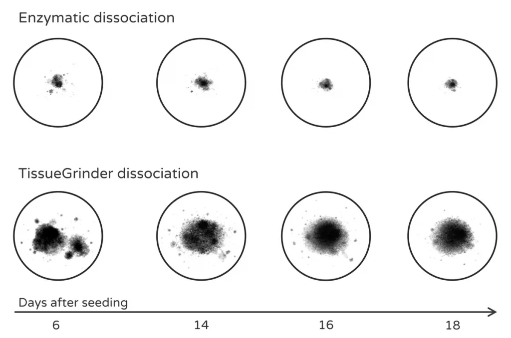 Comparison of enzymatic and mechanical tissue dissociation showing 3D microtumor formation over time for drug testing