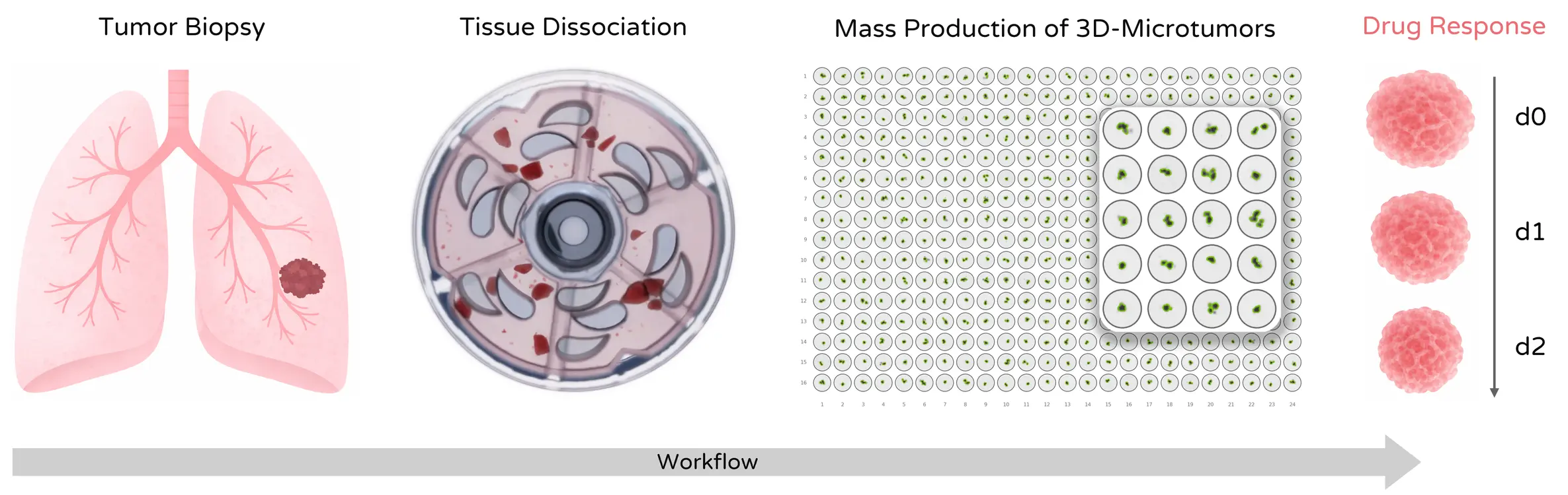 Workflow from tumor biopsy to 3D microtumor drug screening including tissue dissociation and plate-based assays