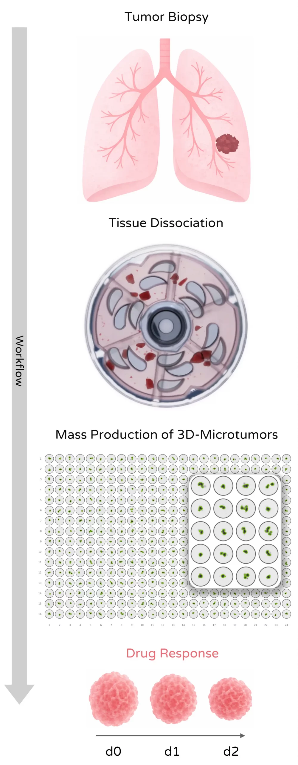 Workflow from tumor biopsy to 3D microtumor drug screening including tissue dissociation and functional response analysis