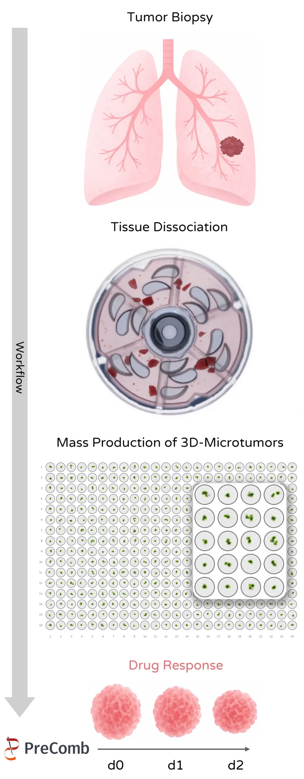 Vertical workflow illustration showing tumor biopsy, tissue dissociation, 3D microtumor production, and drug response analysis
